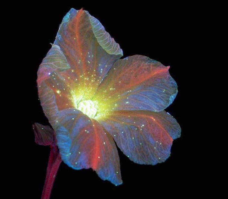 Ultraviolet flower Photos