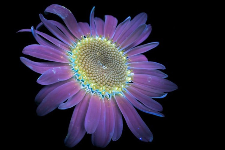 Ultraviolet flowers