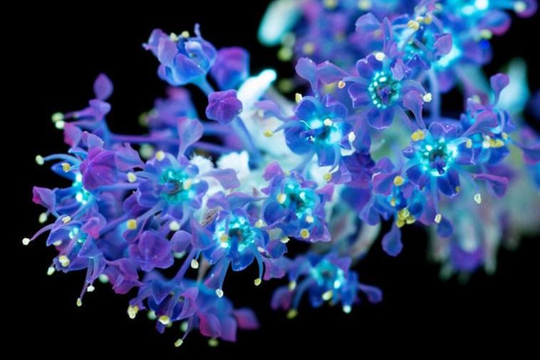 Ultraviolet flowers photo