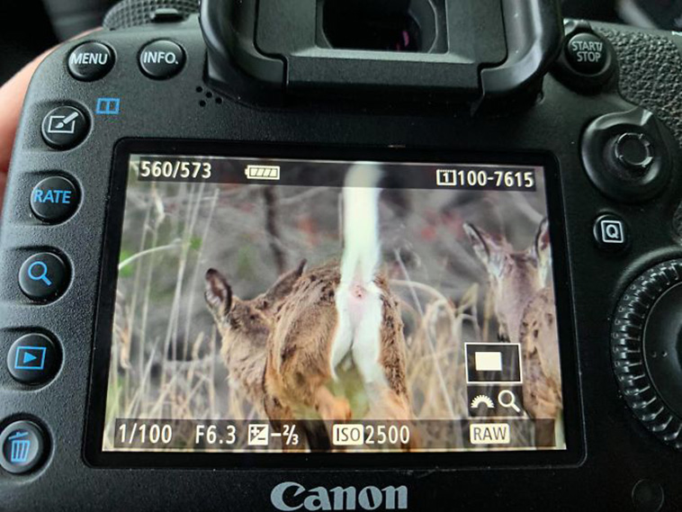 crap wildlife photos