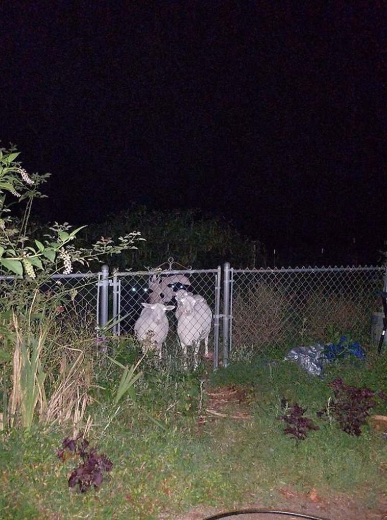 crap wildlife photos