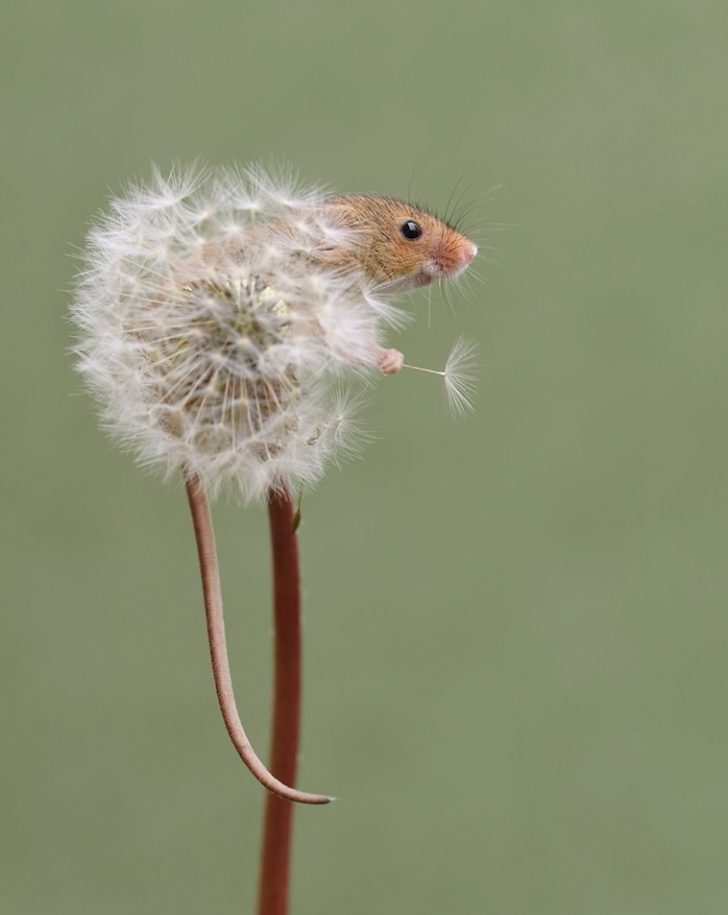 Charming Photos Of Tiny Acrobatic Harvest Mice