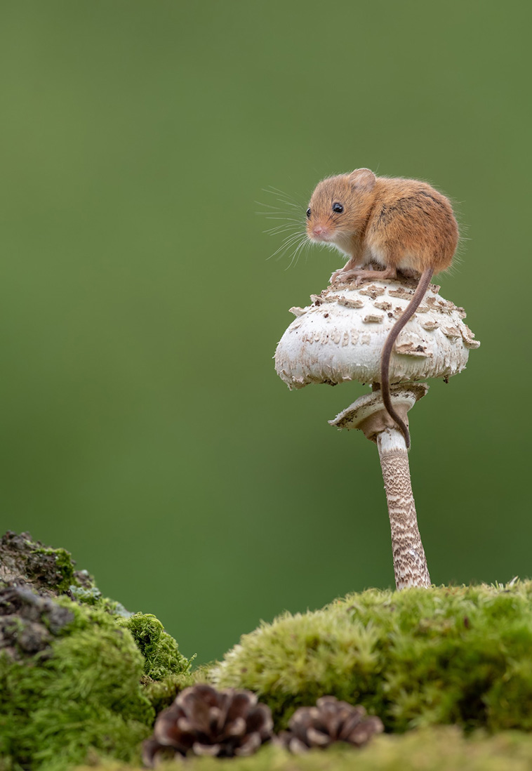 tiny harvest mouse