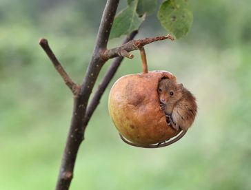 Charming Photos Of Tiny Acrobatic Harvest Mice