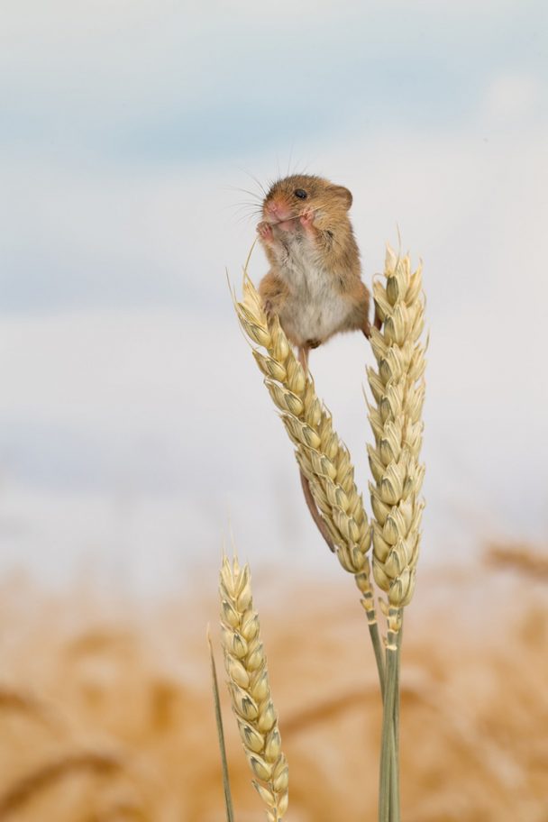 Charming Photos Of Tiny Acrobatic Harvest Mice