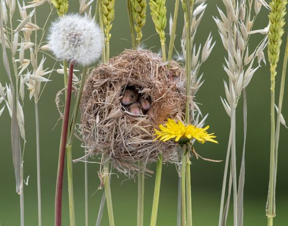 Charming Photos Of Tiny Acrobatic Harvest Mice