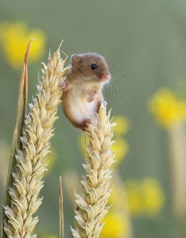 Charming Photos Of Tiny Acrobatic Harvest Mice