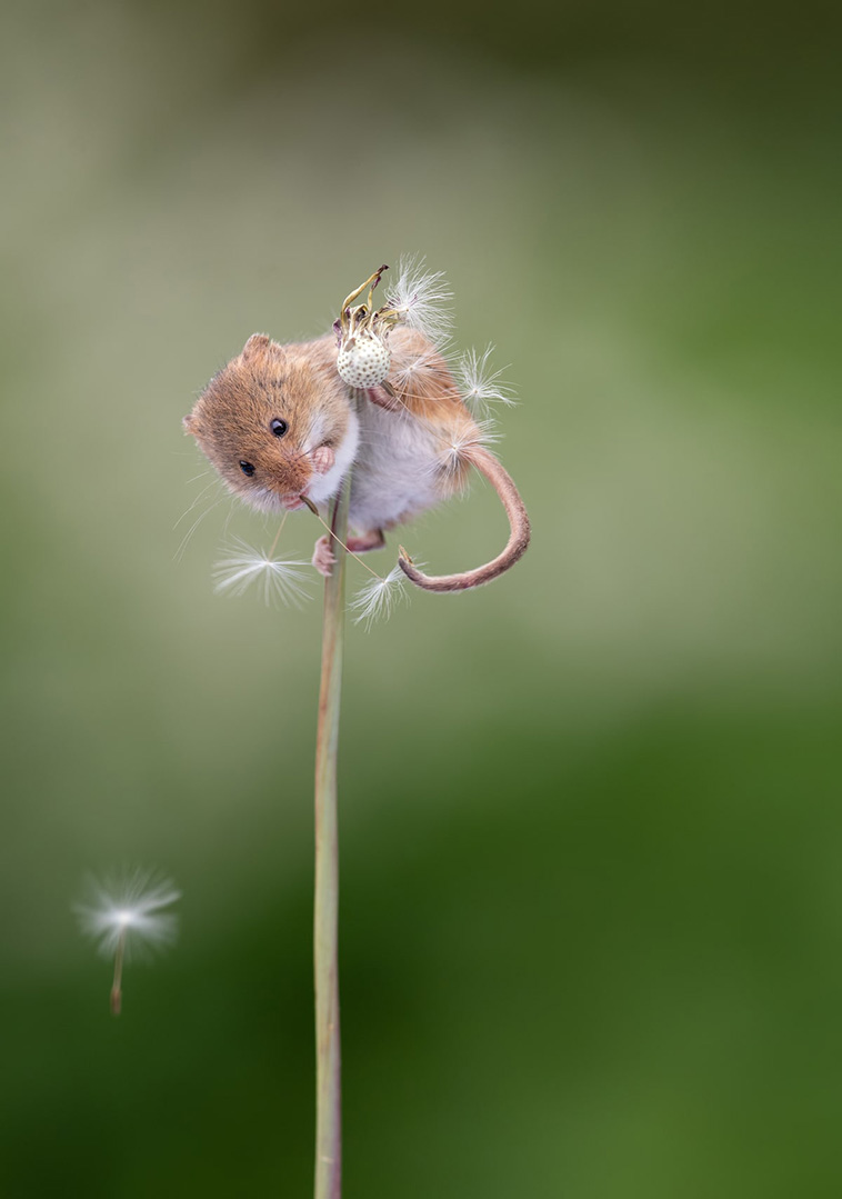 tiny harvest mice