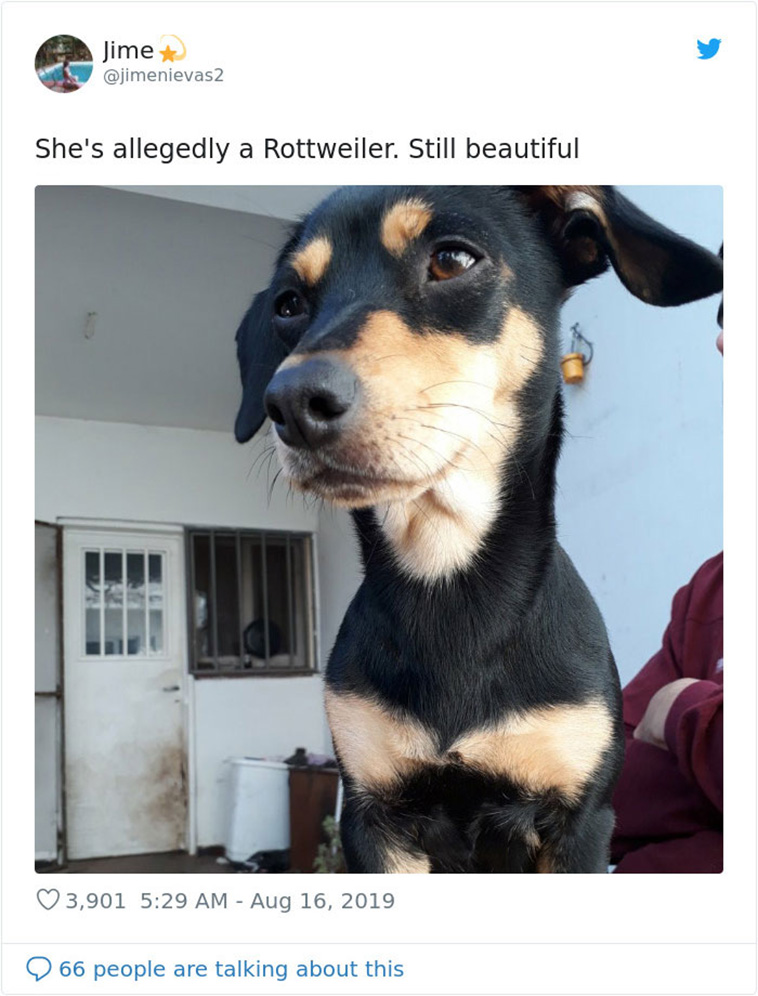 dogs-turned out different breed