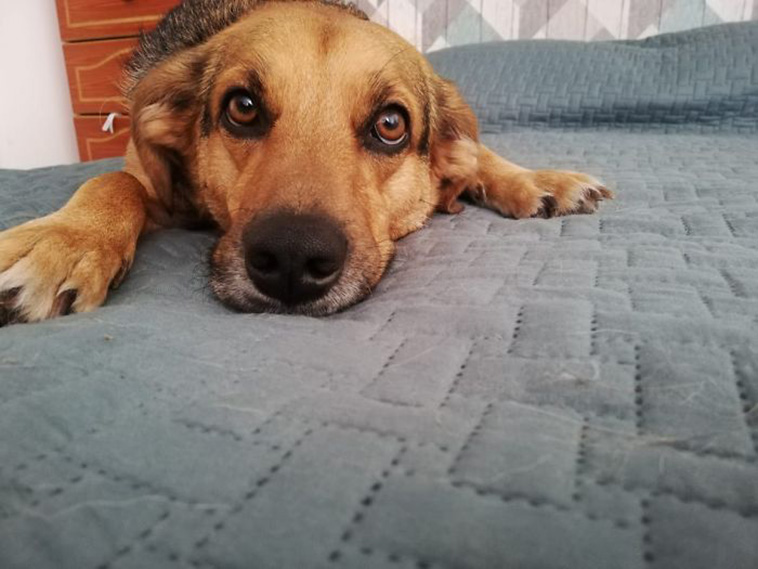 dogs-turned out different breed