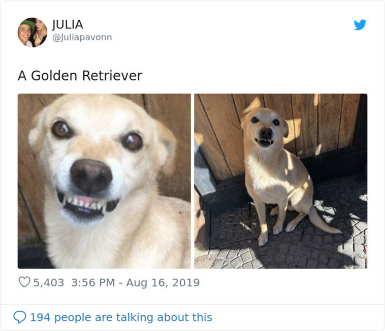 dogs-turned out different breed