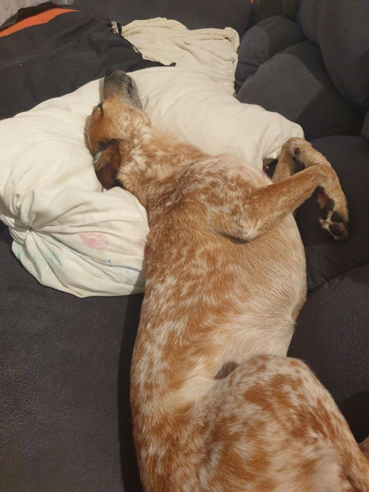 dogs growing different way