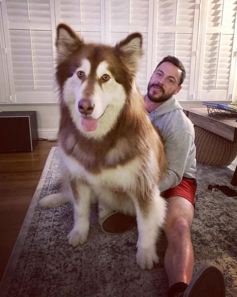 funny alaskan malamutes