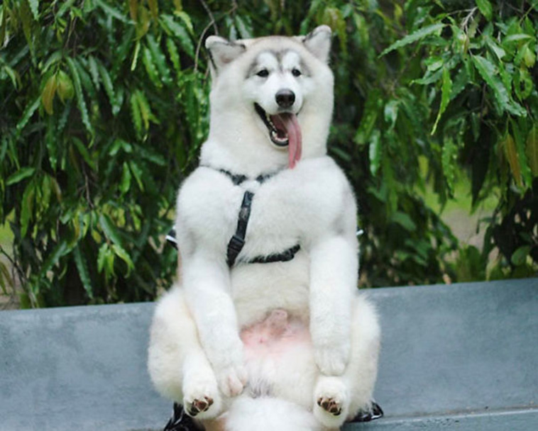 pics of alaskan malamutes