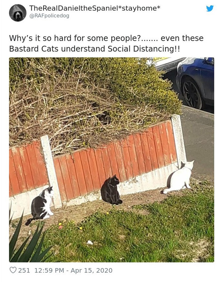 funny Animals social distances