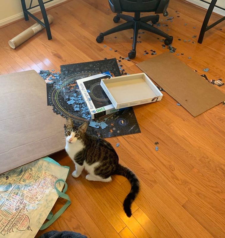 cats destroying puzzle