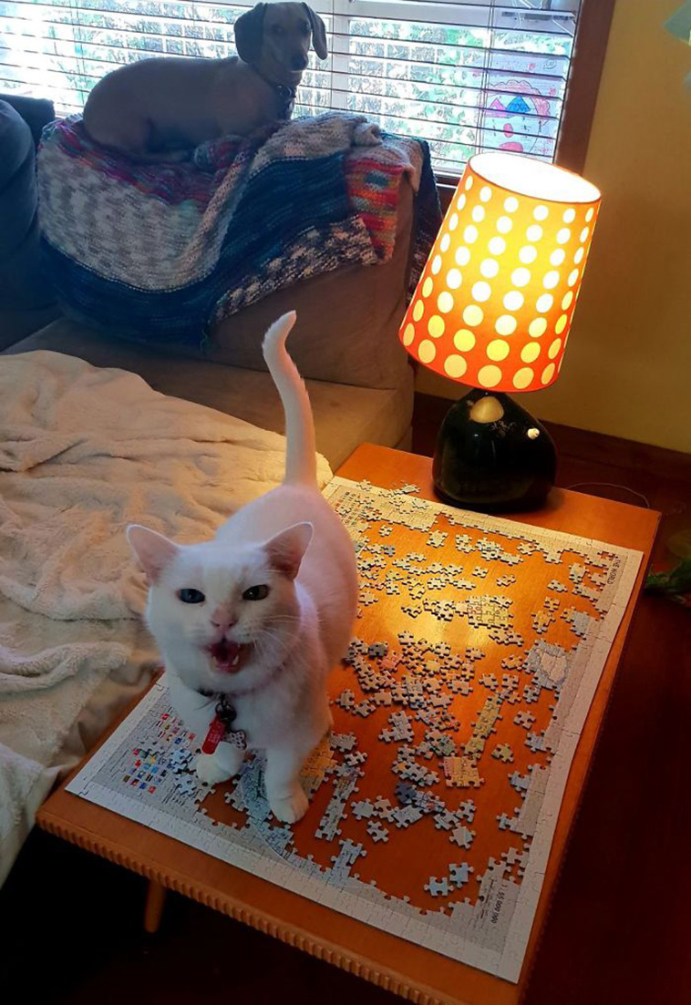cats destroying puzzle