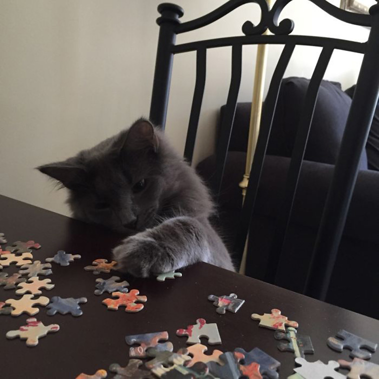 cats destroying puzzle