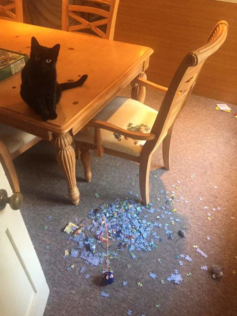 cats destroying puzzle