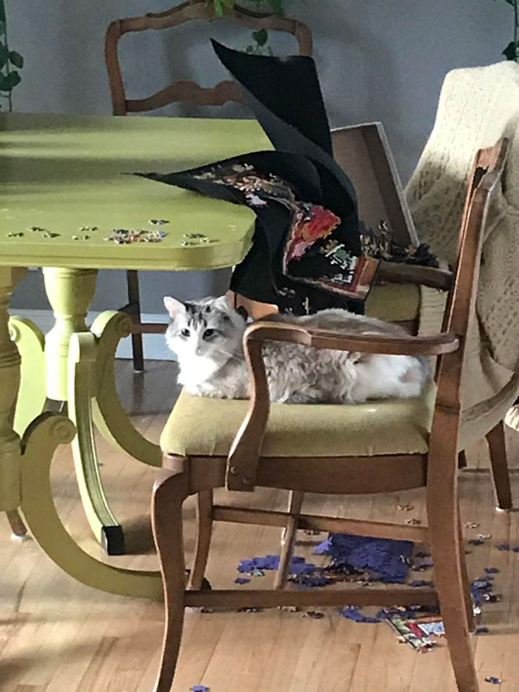 funny cats destroying puzzle