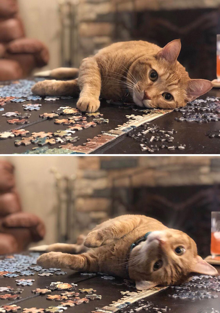 cats destroying puzzle