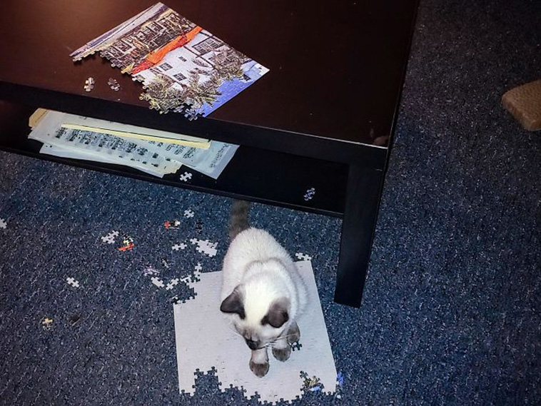 cats destroying puzzle