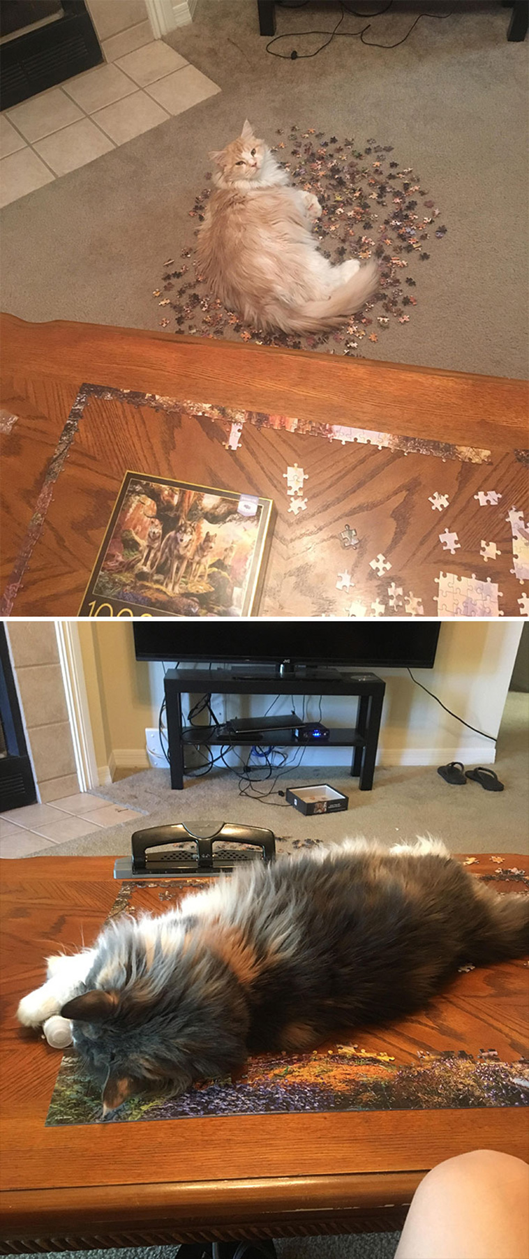 cats destroying puzzle