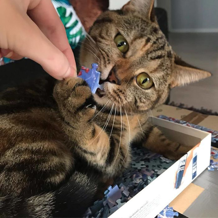 funny cats destroying puzzle