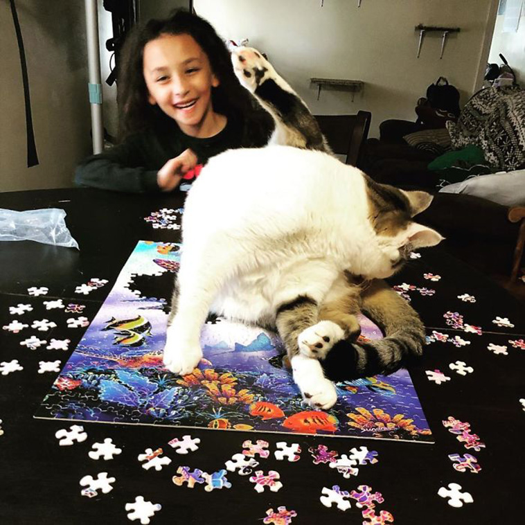 funny cats destroying puzzle