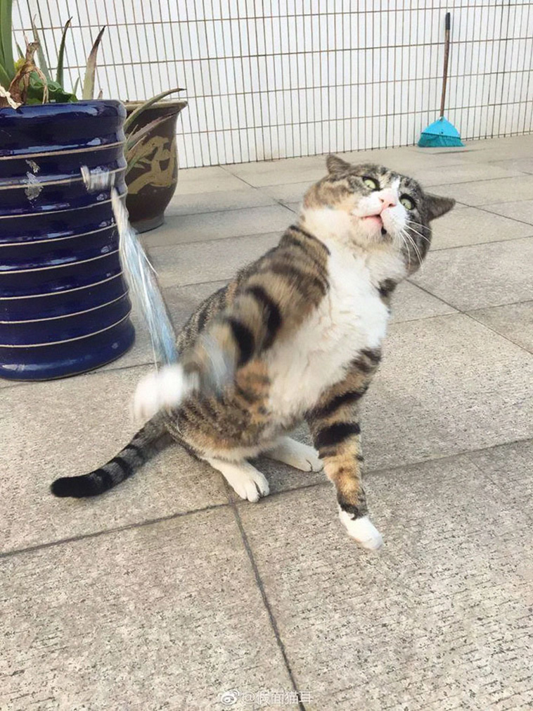 funny chonky cat