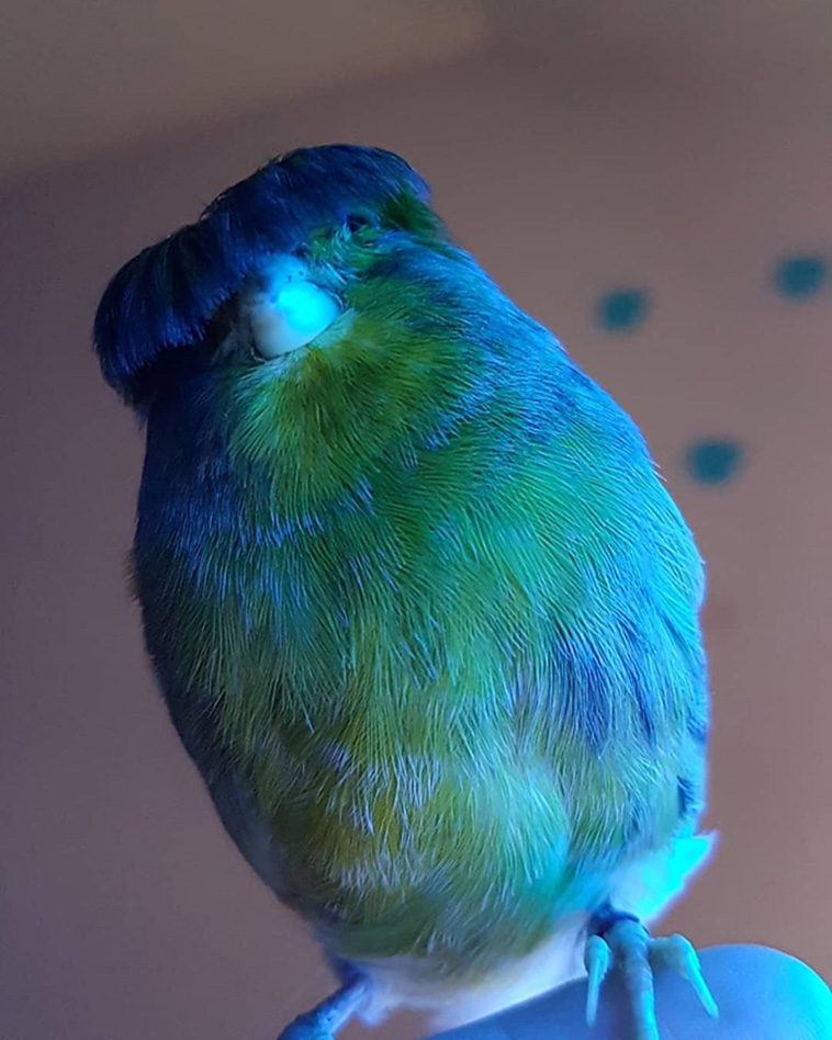 Gloster Canary