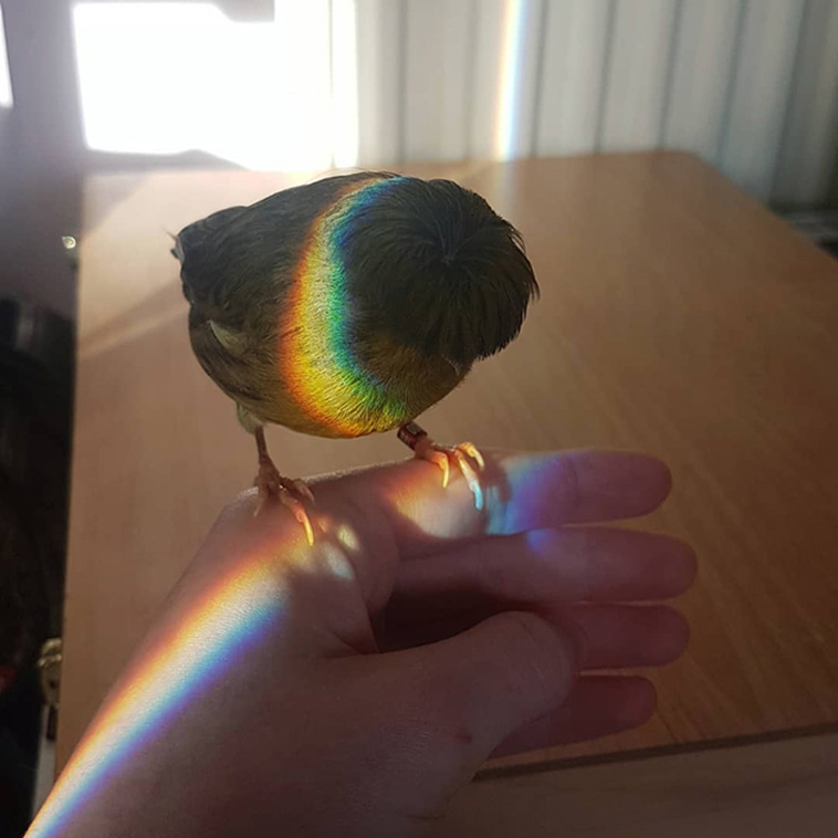 Gloster Canary