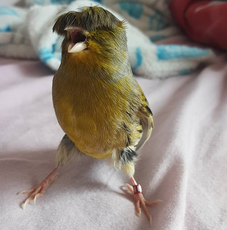 Canary