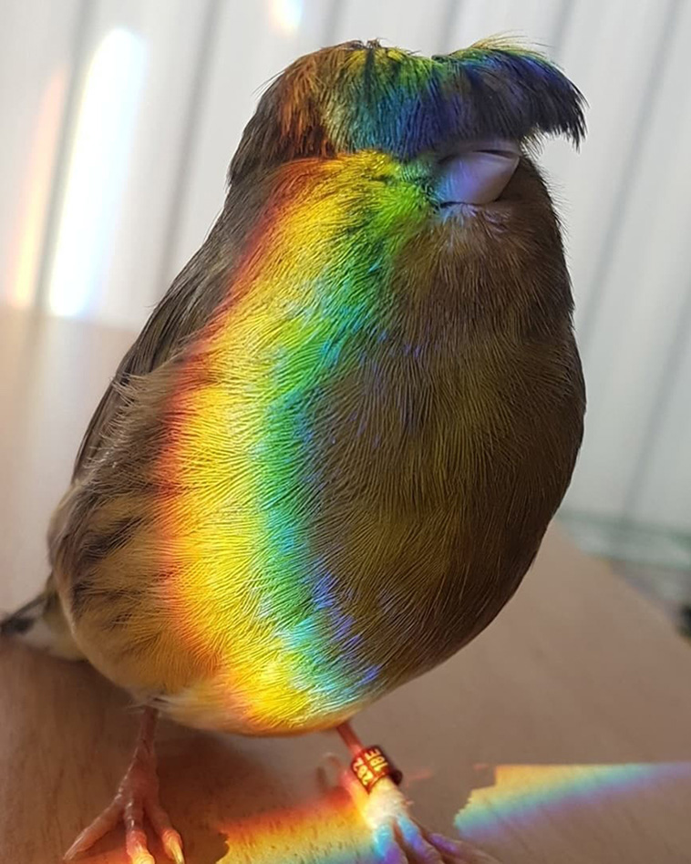 rainbow canary