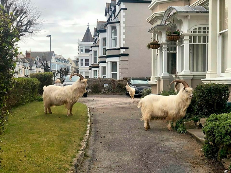 goats on streets