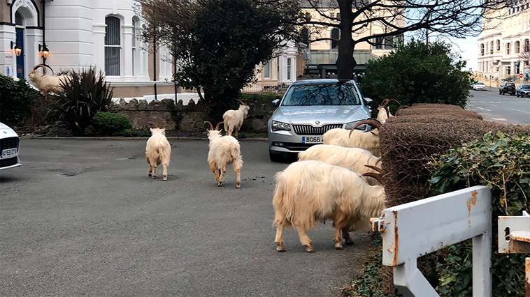 goats on streets