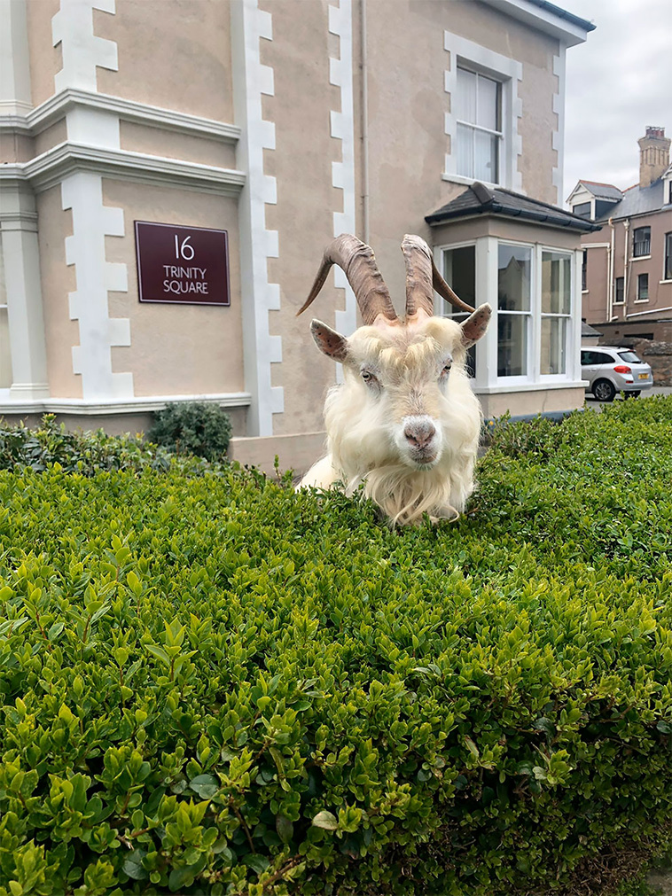 goat on street