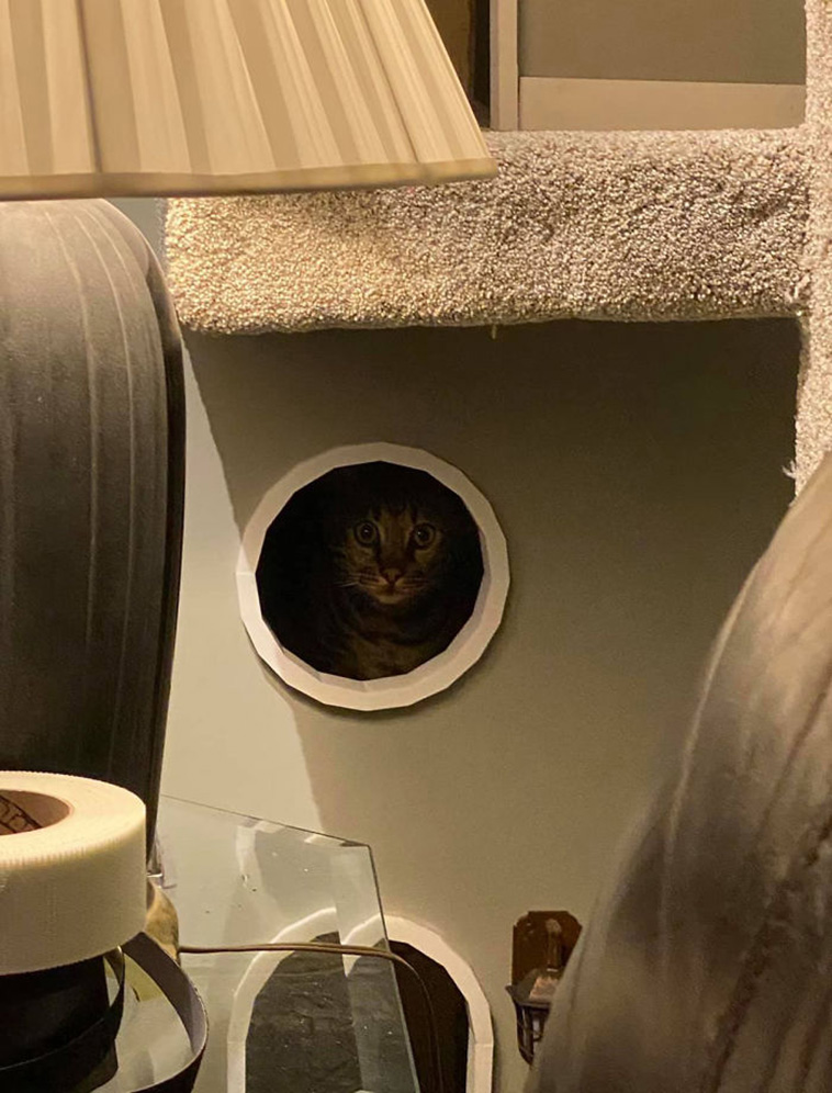 cat towers