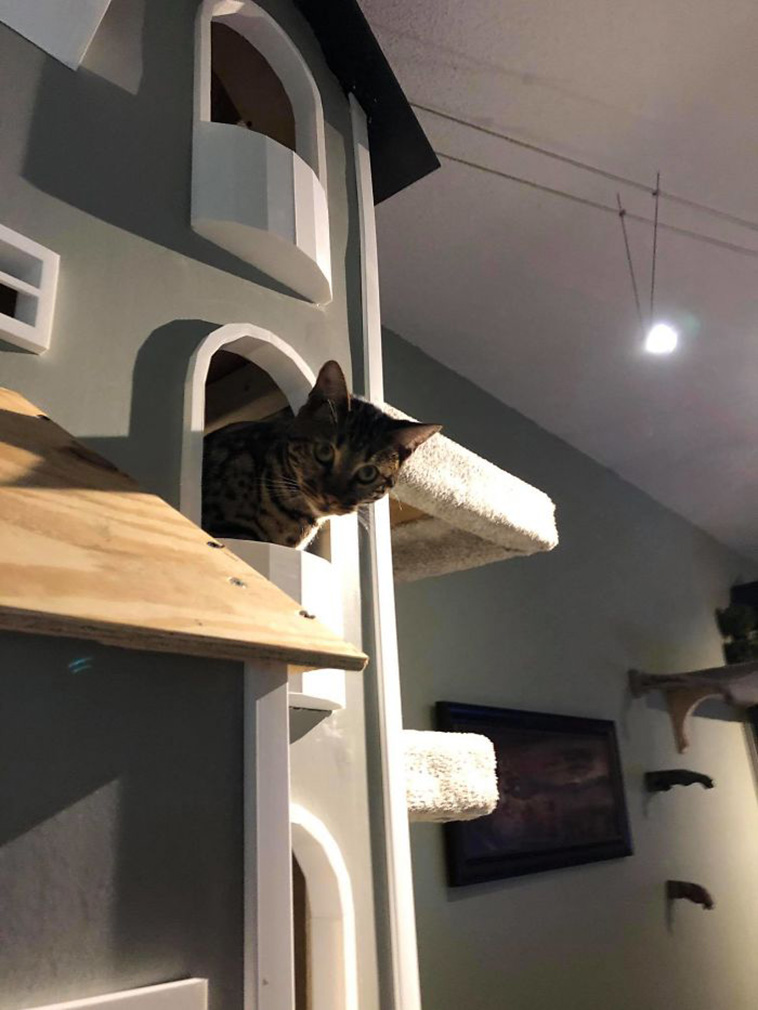 kitty towers