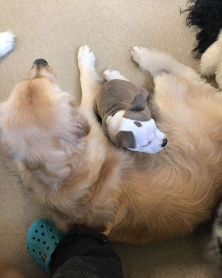 puppy naps on fluffy dog