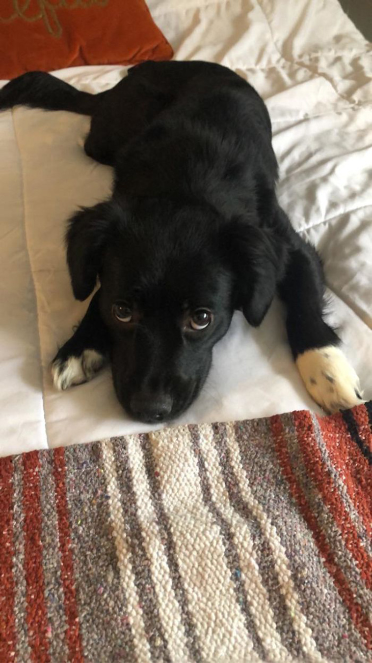 Rescue Pets