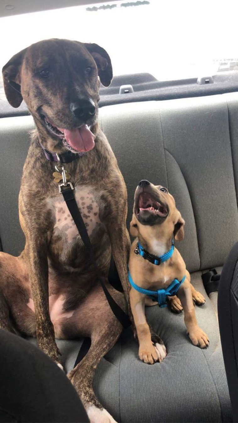 cute Pets