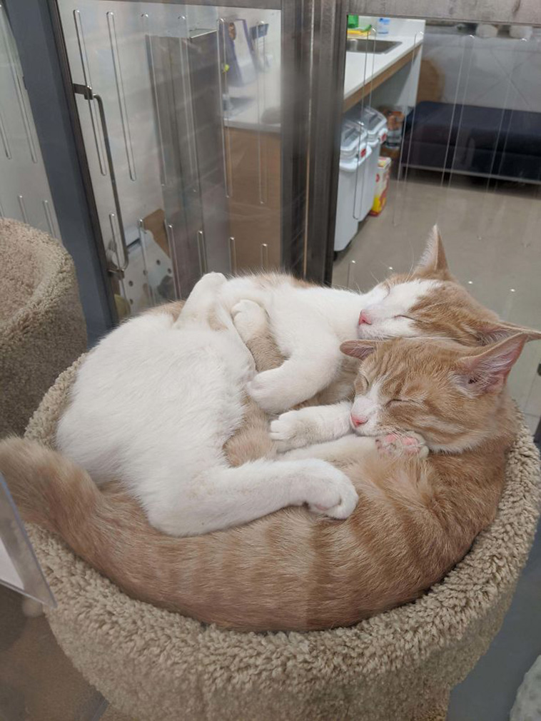 cute rescue cats