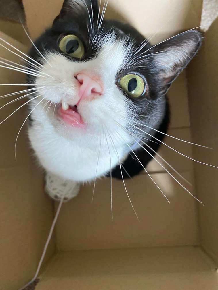 cute rescue cat