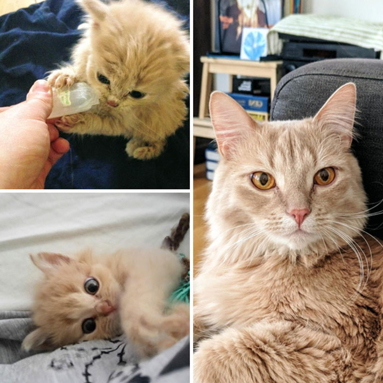 Before And After Adoption Pictures Of Cats