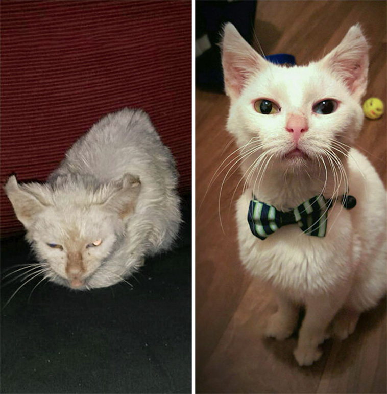 rescue kittens before after