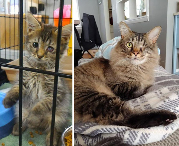 rescue kittens before after