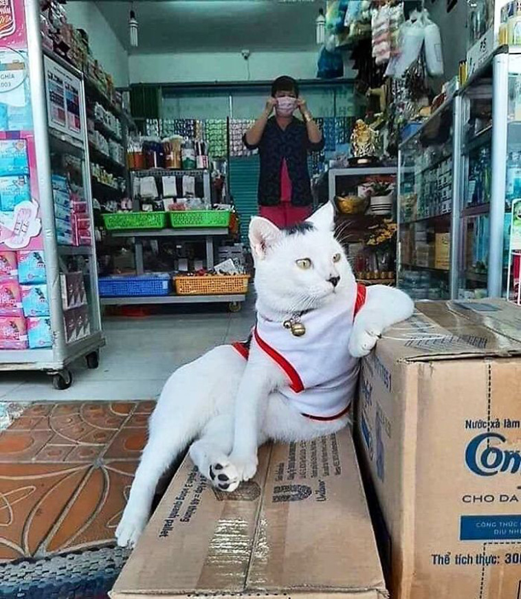 store cat