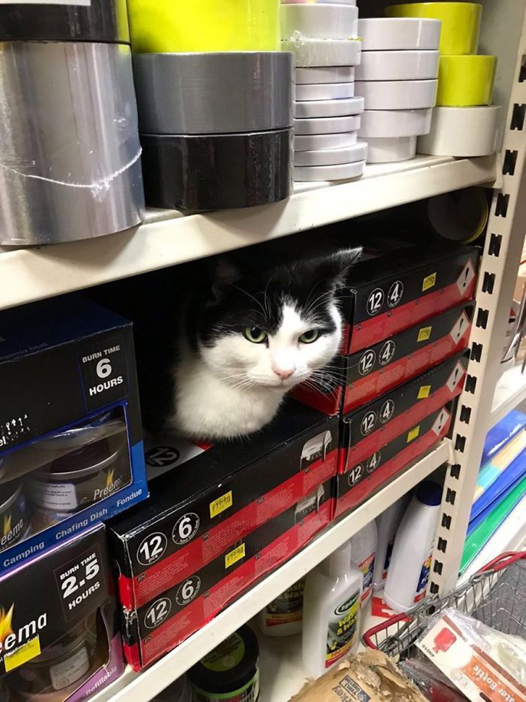 funny store cats