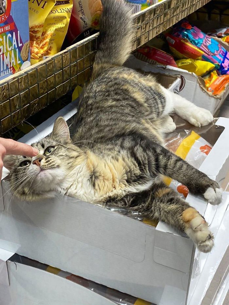 store cat